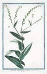 Myagrum monospermon, latifolium = Miagro. [Bird's eye cress?]