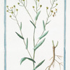Myagrum Aegyptium, siliqulatis, foliis tripartitis, sive Myagrum polyspermum = Miagro con molti semi.