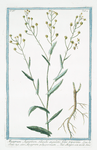 Myagrum Aegyptium, siliqulatis, foliis tripartitis, sive Myagrum polyspermum = Miagro con molti semi.