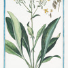 Isatis sativa, vel latifolia = Isatis, sive Glastum sativum = Guado = Pastel. [Woad]