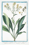 Isatis sativa, vel latifolia = Isatis, sive Glastum sativum = Guado = Pastel. [Woad]