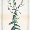 Thlaspi arvense, perfoliatum: maius = Tlaspi offic. [Field pennycress, Stink weed]