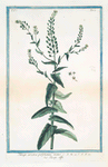 Thlaspi arvense, perfoliatum: maius = Tlaspi offic. [Field pennycress, Stink weed]