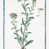 Thlaspi creticum, quibusdam flore rubente, et albo = Thlaspi con fiori a ombrella.[Pennycress from Crete]