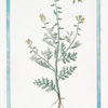 Nasturtium Sylvestre, valentinum = Vella Linn. H. Cliff. [Wild watercress]