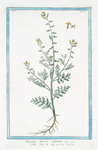 Nasturtium Sylvestre, valentinum = Vella Linn. H. Cliff. [Wild watercress]