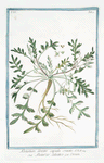 Nasturtium Silvestre, capsulis cristatis = Nasturzio Salvatico = Cresson. [Wild watercress]