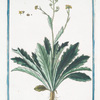 Thlaspidium annuum, flore pallide luteo = Biscutella. [Buckler mustard]