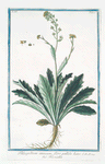 Thlaspidium annuum, flore pallide luteo = Biscutella. [Buckler mustard]