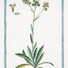 Thlaspidium hirsutum calice floris auriculato =Biscutella maggiore. [Hairy pennycress]