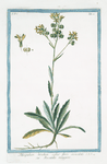 Thlaspidium hirsutum calice floris auriculato =Biscutella maggiore. [Hairy pennycress]