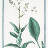 Cochleatria altissima glastifolio = Lepidium glastifolium = Cocleatria Longa = Herbe aux cuilliers. [Tallest Scurvygrass]
