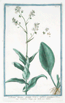 Cochleatria altissima glastifolio = Lepidium glastifolium = Cocleatria Longa = Herbe aux cuilliers. [Tallest Scurvygrass]