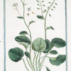 Cochlearia, folio Subrotundo = Coclearia = Herbe aux cuilliers. [Scurvygrass]