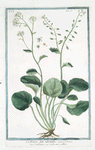 Cochlearia, folio Subrotundo = Coclearia = Herbe aux cuilliers. [Scurvygrass]