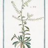 Lepidium, sive Tberis herbacea, foliis Lanceolatis acuminatis = Tberis. [Garden Cress]