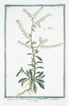 Lepidium, sive Tberis herbacea, foliis Lanceolatis acuminatis = Tberis. [Garden Cress]