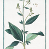 Lepidium latifolium = Lepidium Pauli = Lepidium Plinii = Erba Slsa. [Wide-leaf cress]