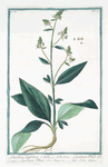 Lepidium latifolium = Lepidium Pauli = Lepidium Plinii = Erba Slsa. [Wide-leaf cress]