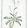 Bursa Pastoris major folio sinuato = Borsa di Pastori = Tabouret. [Shepherd's purse]