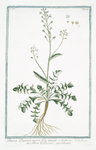 Bursa Pastoris major folio sinuato = Borsa di Pastori = Tabouret. [Shepherd's purse]