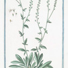 Alysson incanum caule erecto foliis Lanceolatis integrrimis floribus albis, radice perenni = Alisso montano = Alysson