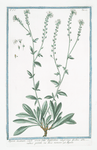 Alysson incanum caule erecto foliis Lanceolatis integrrimis floribus albis, radice perenni = Alisso montano = Alysson