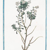 Alysson Halimi minoribus foliis, semper virens = Thlaspi Hamili folio, semper virens = Talaspi sempre verde