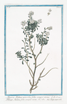 Alysson Halimi minoribus foliis, semper virens = Thlaspi Hamili folio, semper virens = Talaspi sempre verde