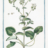 Peltaria Alliacea sive Clypeola perennis = Peltaria. [Garlic cress]