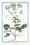 Peltaria Alliacea sive Clypeola perennis = Peltaria. [Garlic cress]