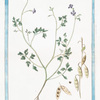 Lunaria magorum, sive Lunaria annua floliis cardamnae, floribus rubentibus &c = Lunaria de maghi [Annual honesty, Silver dollar]