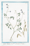 Lunaria magorum, sive Lunaria annua floliis cardamnae, floribus rubentibus &c = Lunaria de maghi [Annual honesty, Silver dollar]