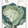 Brassica capitata alba, et viridis = Cauolo Bolognese = Chou. [Cabbage]