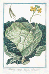 Brassica capitata alba, et viridis = Cauolo Bolognese = Chou. [Cabbage]