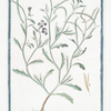 Leucojum maritimum tridentatum = Cheirantustricuspidatus = Viola marina = Giroflier, ou Violier [Spring snowflake]