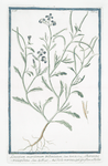 Leucojum maritimum tridentatum = Cheirantustricuspidatus = Viola marina = Giroflier, ou Violier [Spring snowflake]