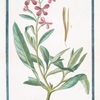 Leucojum purpureum, vel rubrum  =  Viola rossa , ou Violier [Spring snowflake]