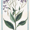 Hesperis montana, floribus roseis odoratissimis, foliis serratis = Giuliana salvatica semplice = Tutiane, ou Tuliene. [Sweet Rocket]