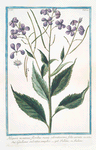 Hesperis montana, floribus roseis odoratissimis, foliis serratis = Giuliana salvatica semplice = Tutiane, ou Tuliene. [Sweet Rocket]
