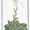 Turritis vulgaris, ramosa = Arabis Linn. Virid, Cliff. = Turrite, ovvero Pelsella spicata. [Rock Cress]