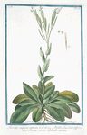 Turritis vulgaris, ramosa = Arabis Linn. Virid, Cliff. = Turrite, ovvero Pelsella spicata. [Rock Cress]
