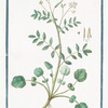 Sisymbrium aquaticum, vulgo Crescion Coesalpino = Nasturtium Aquaticum supinum = Crescione, e Nasturciso aquatico = Cresson de fontaine.[Watercress]