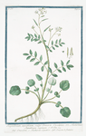 Sisymbrium aquaticum, vulgo Crescion Coesalpino = Nasturtium Aquaticum supinum = Crescione, e Nasturciso aquatico = Cresson de fontaine.[Watercress]