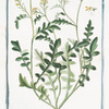 Sisymbrium palustre, repens, Nasturtii folio, sive Eruca palustris, flosculo luteo. [Hedge mustard]