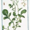 Eruca, latifolia, alba, sativa Discoridis = Ruchetta di Orto = Roquette. [Arugula, Rocket, Rocket Salad]