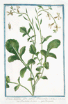 Eruca, latifolia, alba, sativa Discoridis = Ruchetta di Orto = Roquette. [Arugula, Rocket, Rocket Salad]