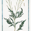 Eruca, perennis, tenuifolia, flore luteo + Ruchetta = Roquette. [Arugula]