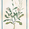 Eruca Sylvestris, flore albo Italica = Ruchetta delle Vigne = Roquette.