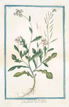 Eruca Sylvestris, flore albo Italica = Ruchetta delle Vigne = Roquette.